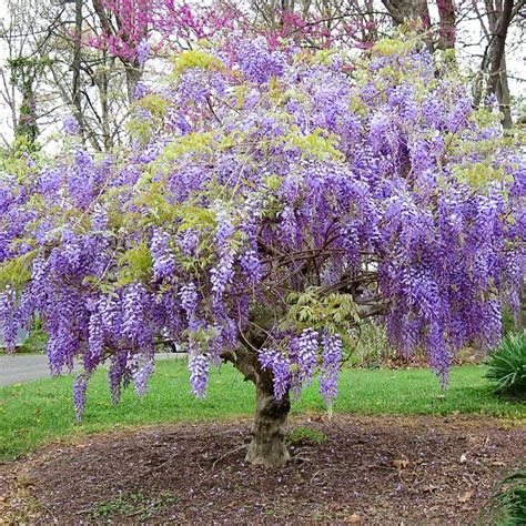 wisteria prada|how to grow chinese wisteria.